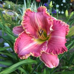 Location: My zone 5 garden
Date: 2016-07-05
This was  a bonus plant from the hybridizer - pretty!