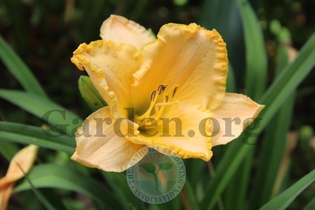 Photo of Daylily (Hemerocallis 'Angels Sing') uploaded by magnolialover
