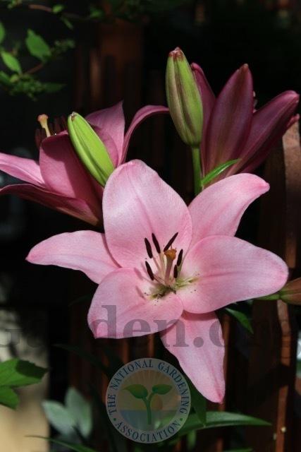 Photo of Lily (Lilium 'Mestre') uploaded by magnolialover