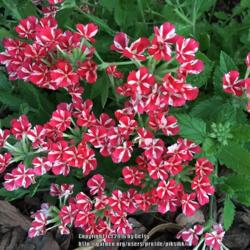 Location: my garden 
Date: 2016-07-04
Cherry red with white  it is outstanding!
