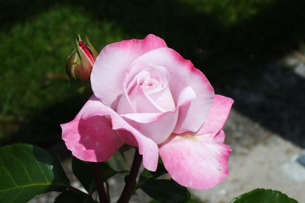 Photo of Rose (Rosa 'Smooth Moonlight') uploaded by sunnyvalley