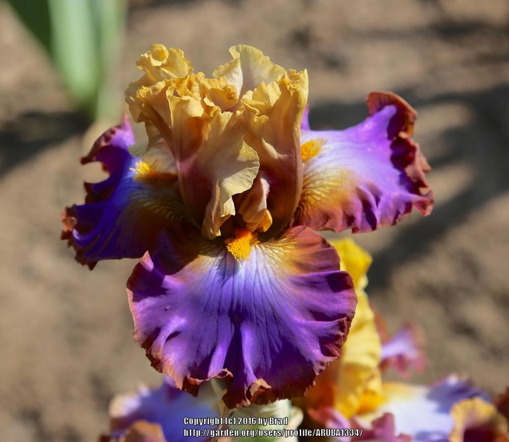 Photo of the bloom of Tall Bearded Iris (Iris 'Painted Love') posted by