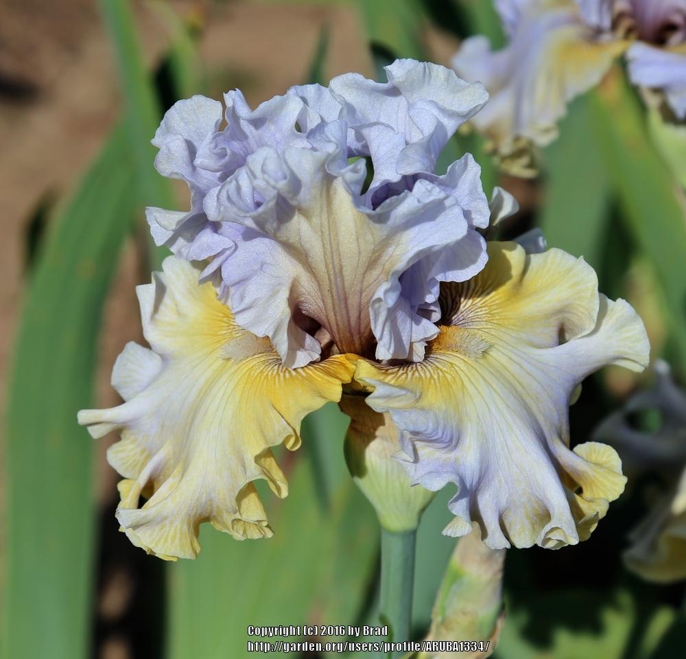 Photo of Tall Bearded Iris (Iris 'Sergey') uploaded by ARUBA1334
