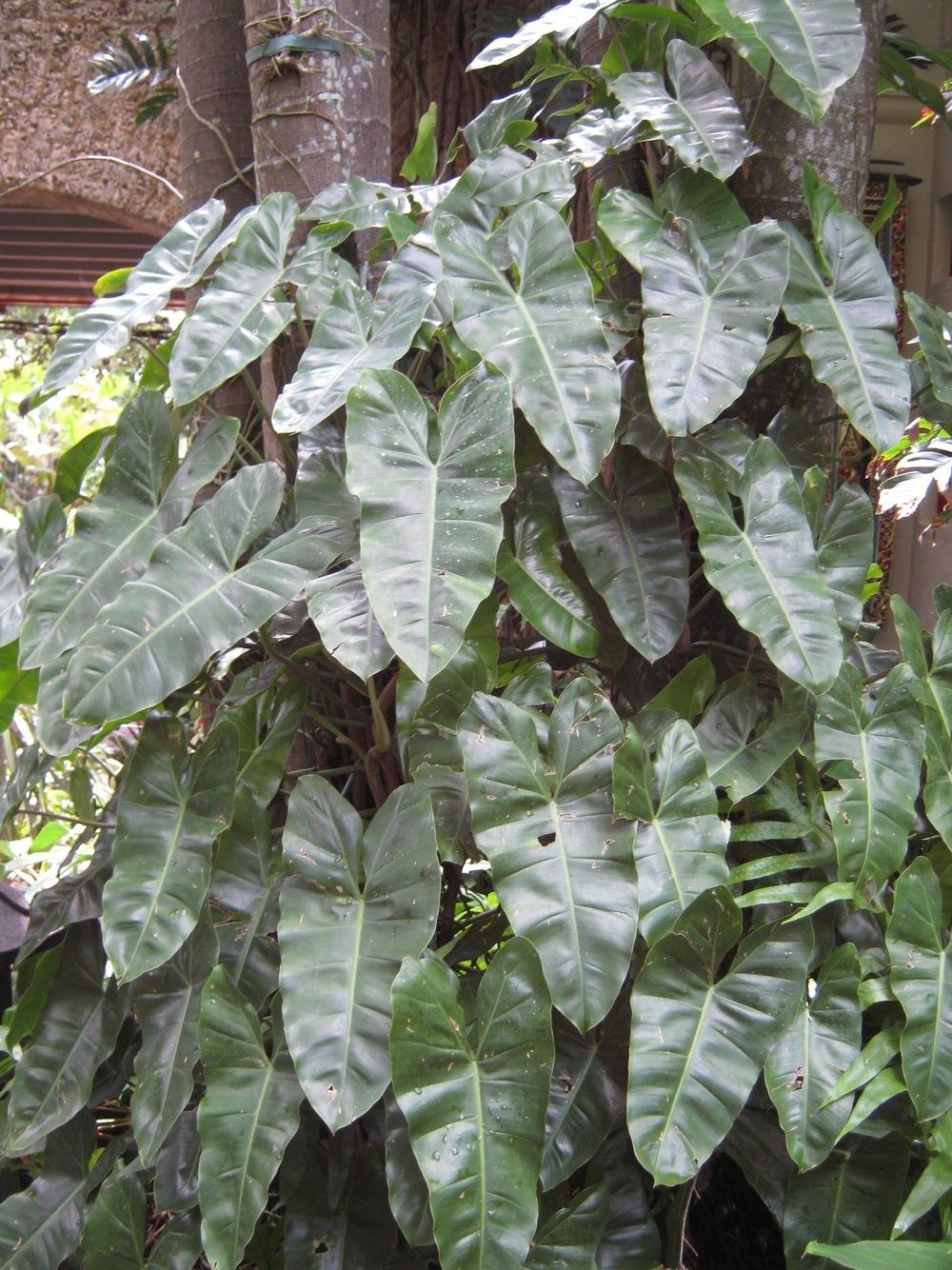 Photo of Philodendron 'Burle-Marx' uploaded by Aroidlover