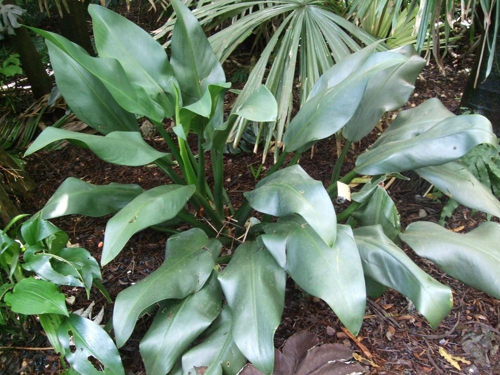 Photo of Von Martius' Philodendron (Philodendron martianum) uploaded by Aroidlover