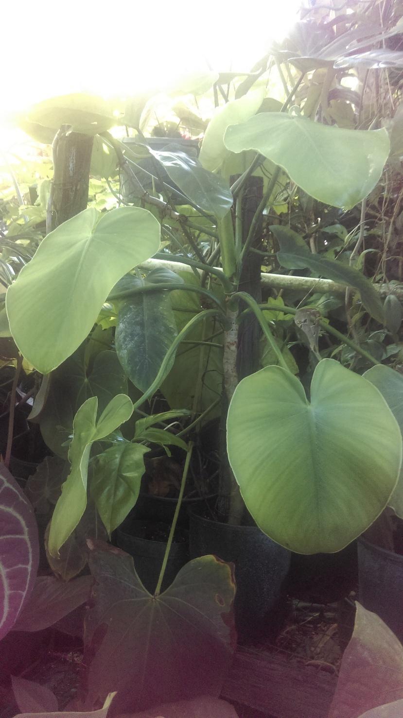 Photo of Naugahyde Philodendron (Philodendron rugosum) uploaded by Aroidlover
