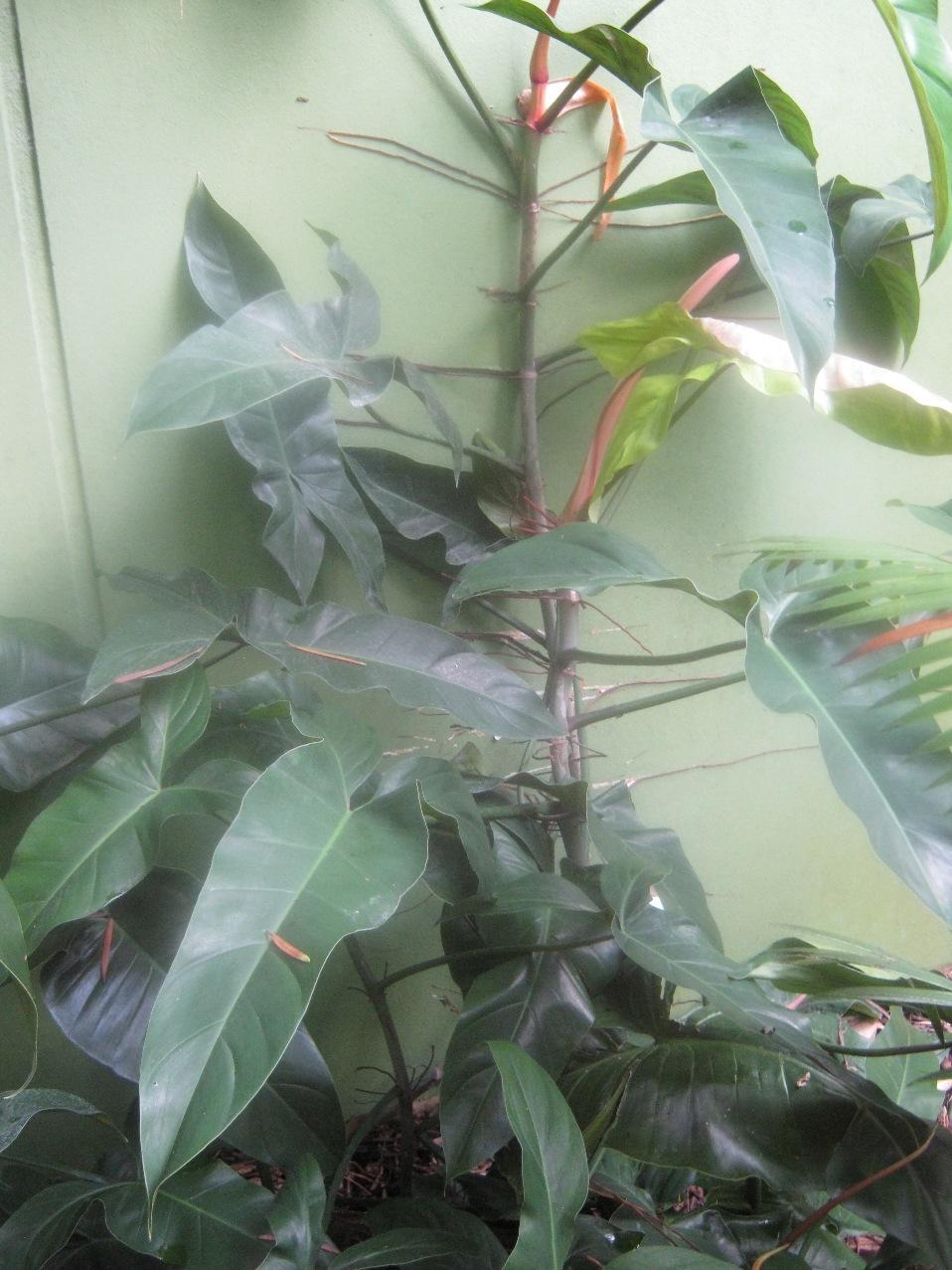 Photo of Philodendron (Philodendron mexicanum) uploaded by Aroidlover