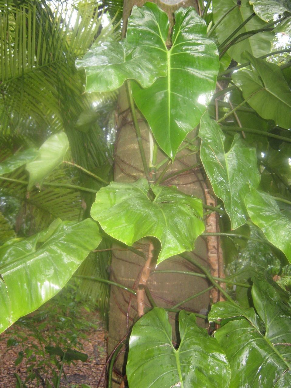 Photo of Philodendron cordatum uploaded by Aroidlover