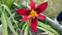 Thumb of 2016-07-06/DogsNDaylilies/22fbd1