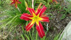Thumb of 2016-07-06/DogsNDaylilies/9f2284