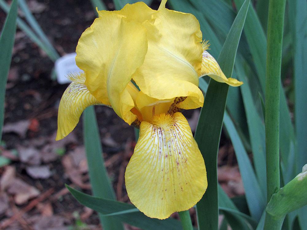Photo of Tall Bearded Iris (Iris 'Coronation') uploaded by Lestv