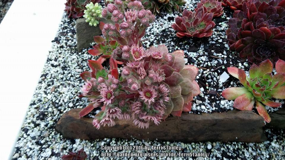 Photo of Hen and Chicks (Sempervivum 'Old Copper') uploaded by TerriStanley