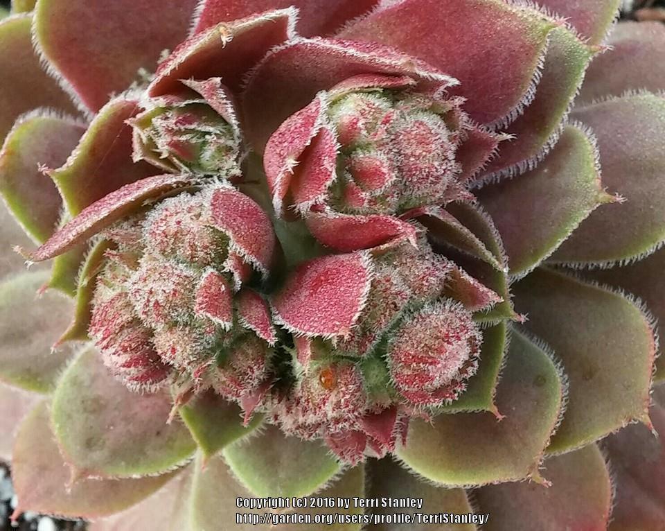 Photo of Hen and Chicks (Sempervivum 'Old Copper') uploaded by TerriStanley