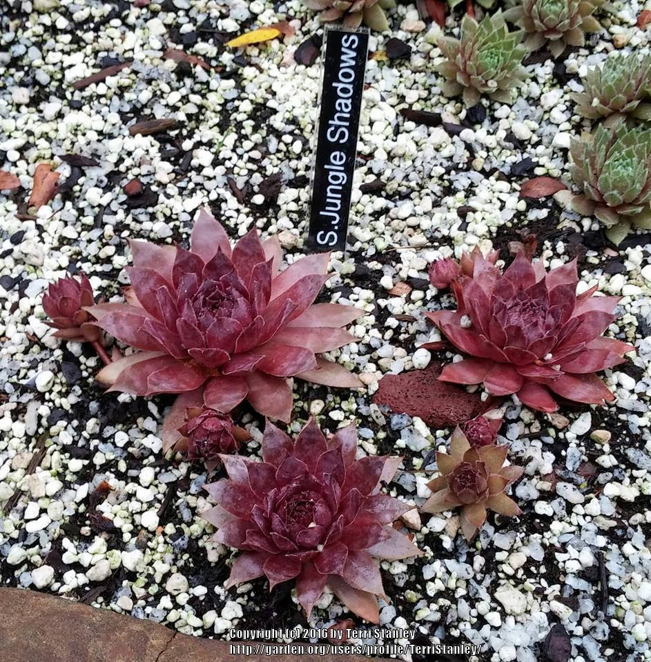 Photo of Hen and Chicks (Sempervivum 'Jungle Shadows') uploaded by TerriStanley