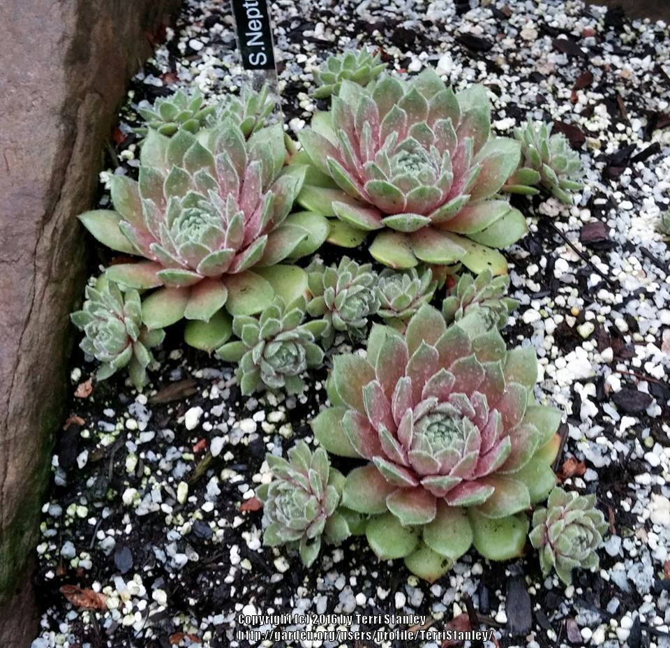 Photo of Hen and Chicks (Sempervivum 'Neptune') uploaded by TerriStanley