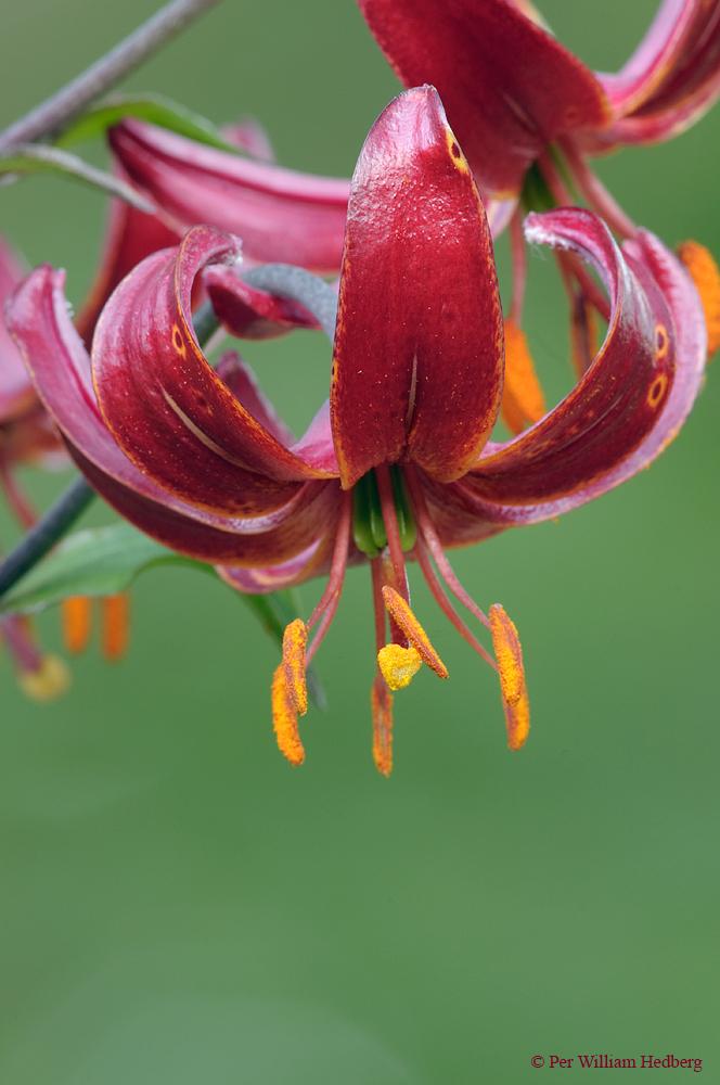 Photo of Lily (Lilium 'Claude Shride') uploaded by William