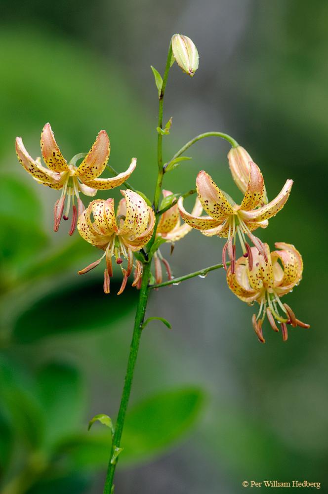 Photo of Lily (Lilium 'Pepper Gold') uploaded by William