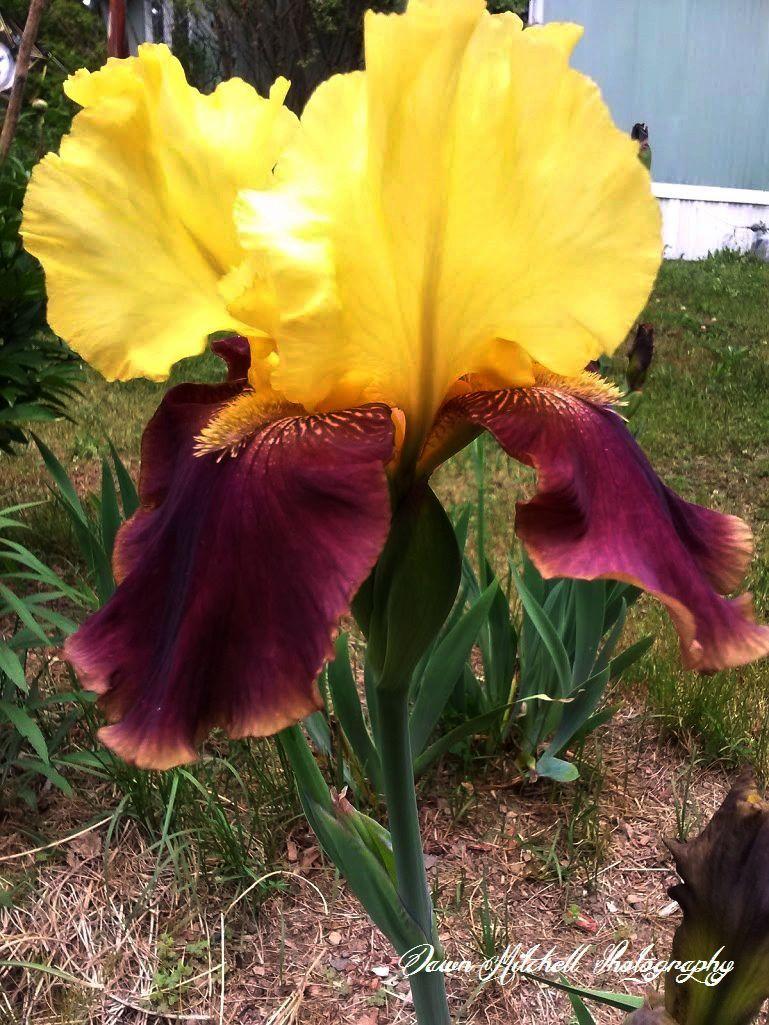 Photo of Tall Bearded Iris (Iris 'Blatant') uploaded by chesney123