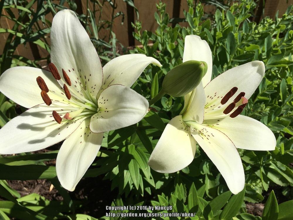 Photo of Lily (Lilium 'Eyeliner') uploaded by nben