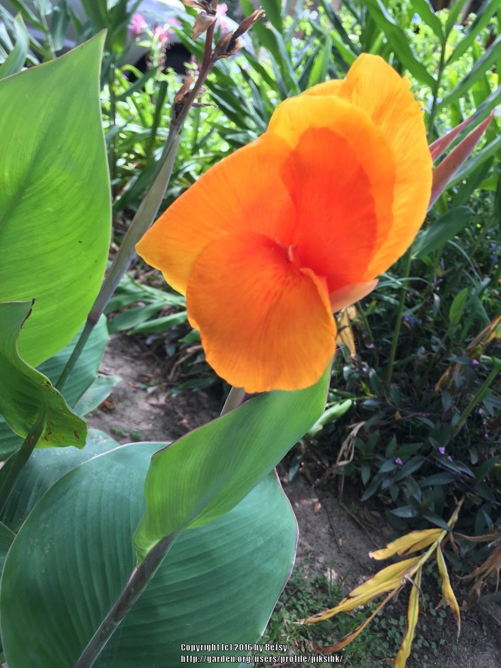 Photo of Cannas (Canna) uploaded by piksihk