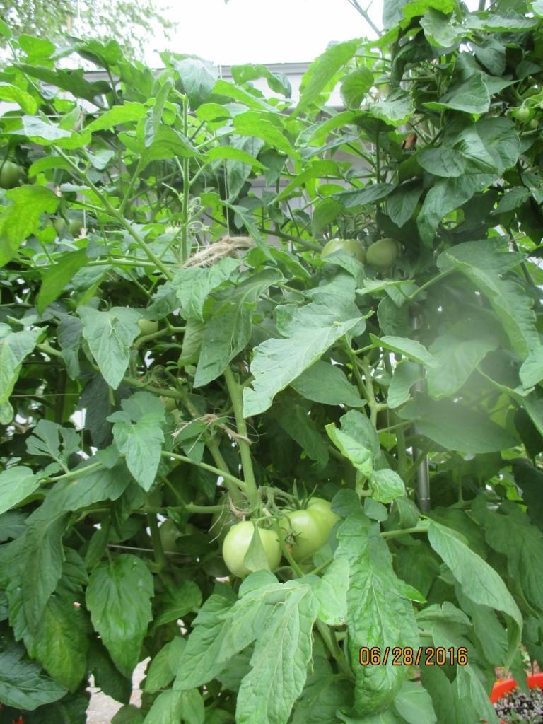 Photo of Tomato (Solanum lycopersicum 'Legend') uploaded by BetNC