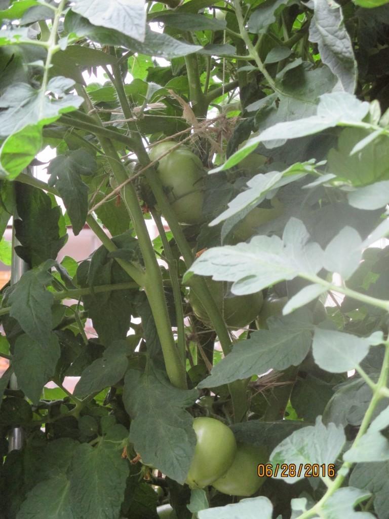 Photo of Tomato (Solanum lycopersicum 'Celebrity') uploaded by BetNC