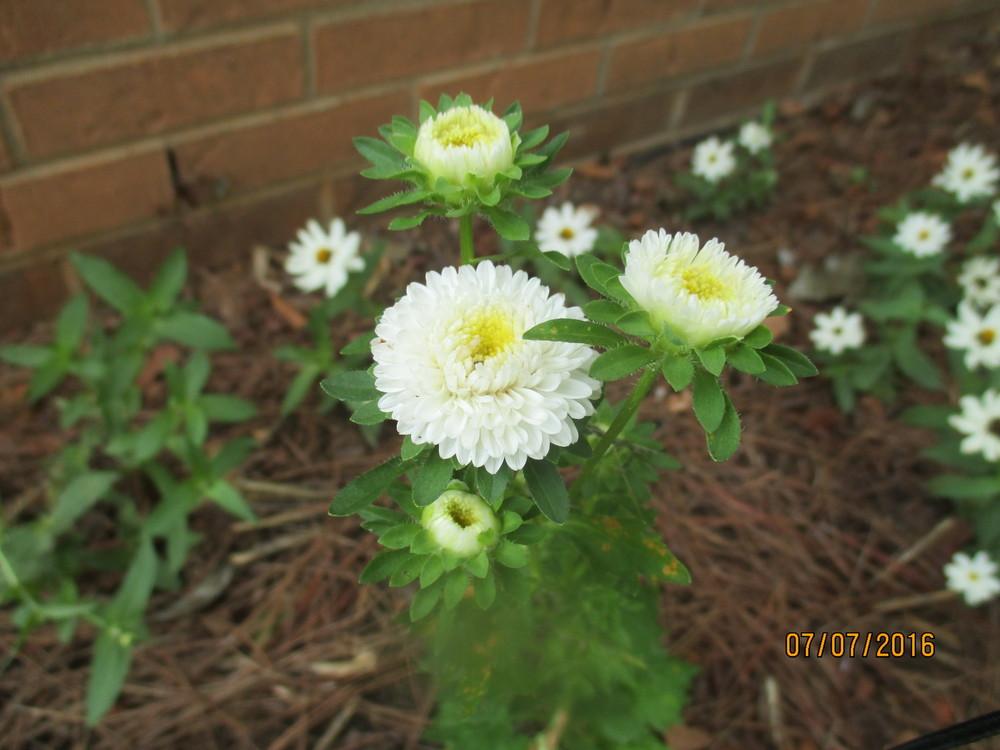 Photo of China Aster (Callistephus chinensis 'Tall Pompon White') uploaded by BetNC