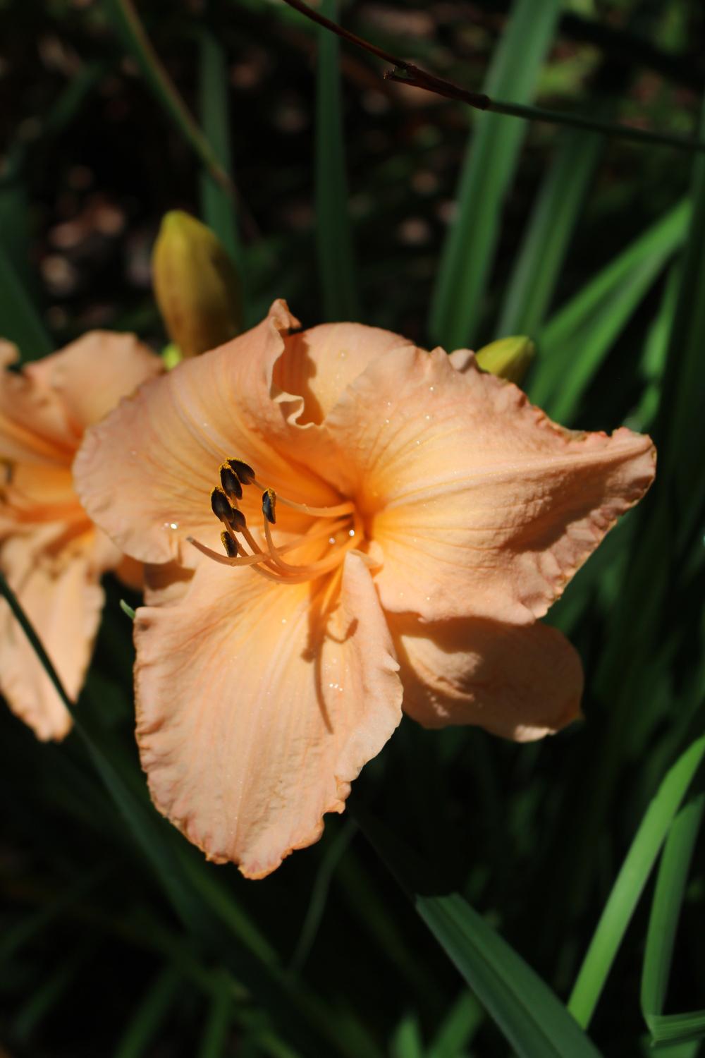 Photo of Daylily (Hemerocallis 'Queen Conch') uploaded by ML58