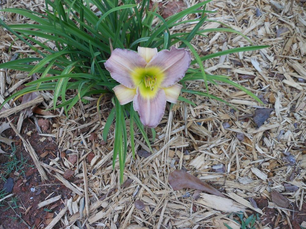 Photo of Daylily (Hemerocallis 'Orchid Flounce') uploaded by bagregreg