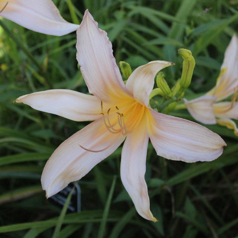 Photo of Daylily (Hemerocallis 'Annabelle's Ghost') uploaded by blue23rose