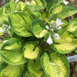 Location: my zone 5 garden
Date: 2016-07-07
Love this plant.  I have had 2 of them for about 4 years and I ha