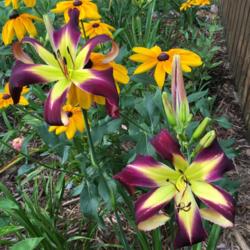 Location: my zone 5 garden
Date: 2016-07-07
I bought this plant directly from Jamie Gossard and it is spectac