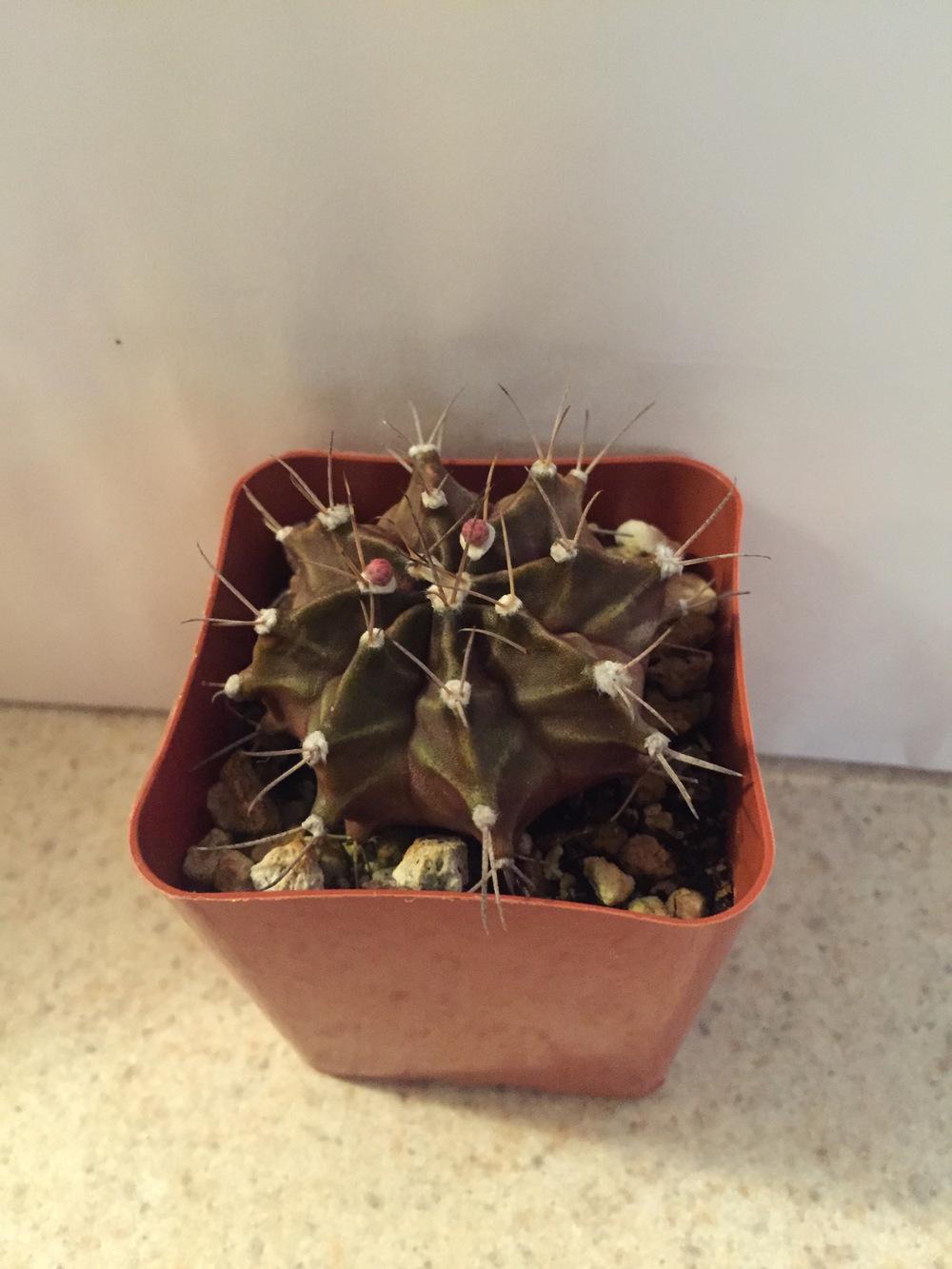 Photo of Chin Cactus (Gymnocalycium mihanovichii) uploaded by ljones26