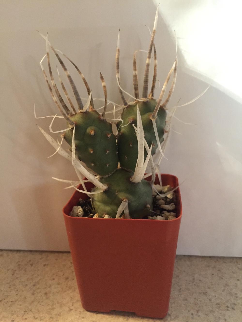 Photo of Papery Spine Cactus (Tephrocactus articulatus) uploaded by ljones26