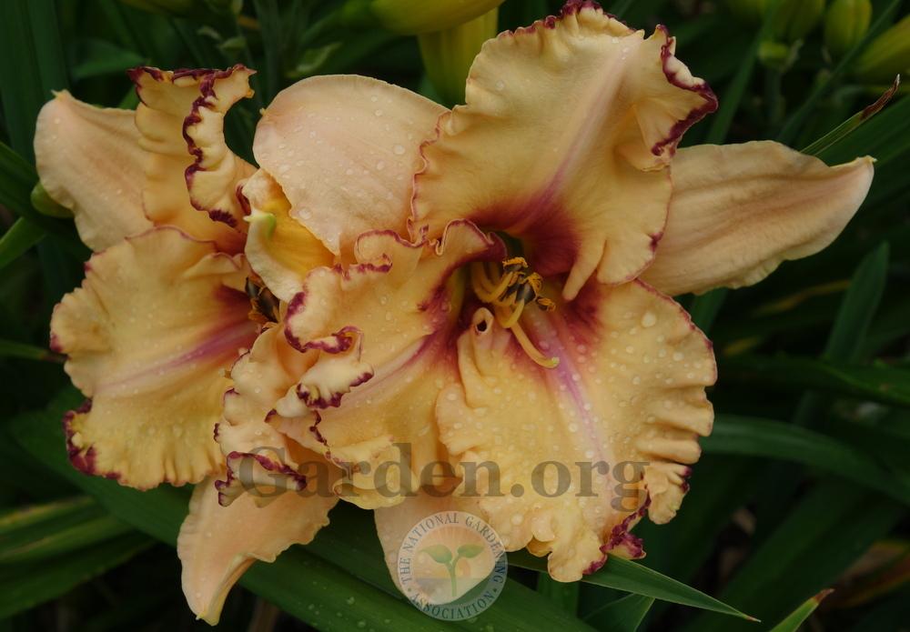 Photo of Daylily (Hemerocallis 'Woman at the Well') uploaded by springcolor