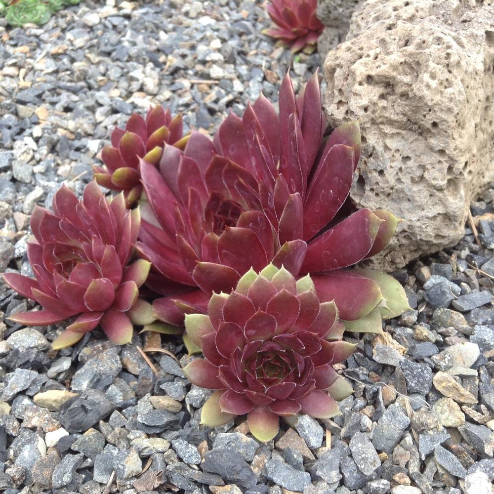 Photo of Hen and Chicks (Sempervivum 'Pepito') uploaded by tcstoehr