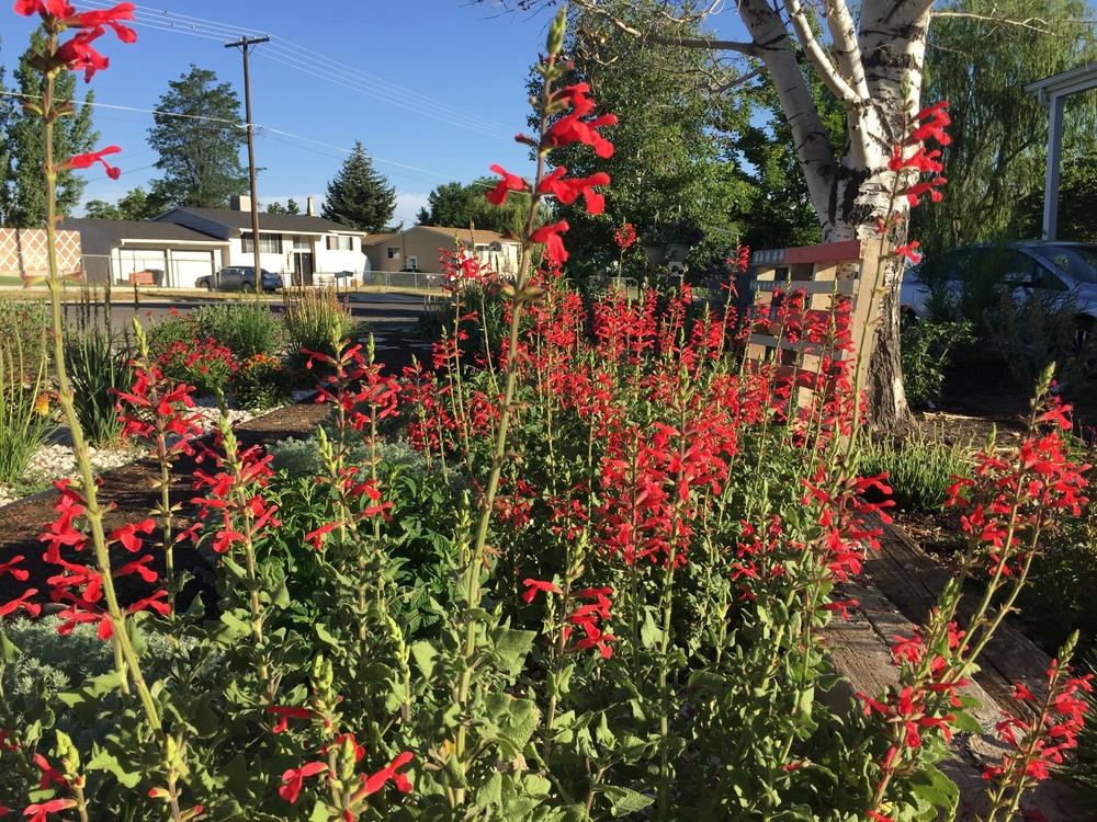 Photo of Red Mountain Sage (Salvia darcyi Vermilion Bluffs®) uploaded by utahxericman