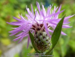 Thumb of 2016-07-07/wildflowers/da6801