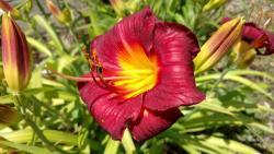 Thumb of 2016-07-08/DogsNDaylilies/3ad899