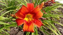 Thumb of 2016-07-08/DogsNDaylilies/48940a