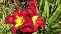 Thumb of 2016-07-08/DogsNDaylilies/669cd7
