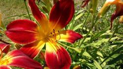 Thumb of 2016-07-08/DogsNDaylilies/77c5cd