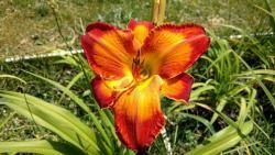 Thumb of 2016-07-08/DogsNDaylilies/916a2b