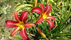 Thumb of 2016-07-08/DogsNDaylilies/9797de