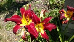Thumb of 2016-07-08/DogsNDaylilies/bf7b44