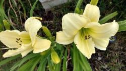 Thumb of 2016-07-08/DogsNDaylilies/fb227c