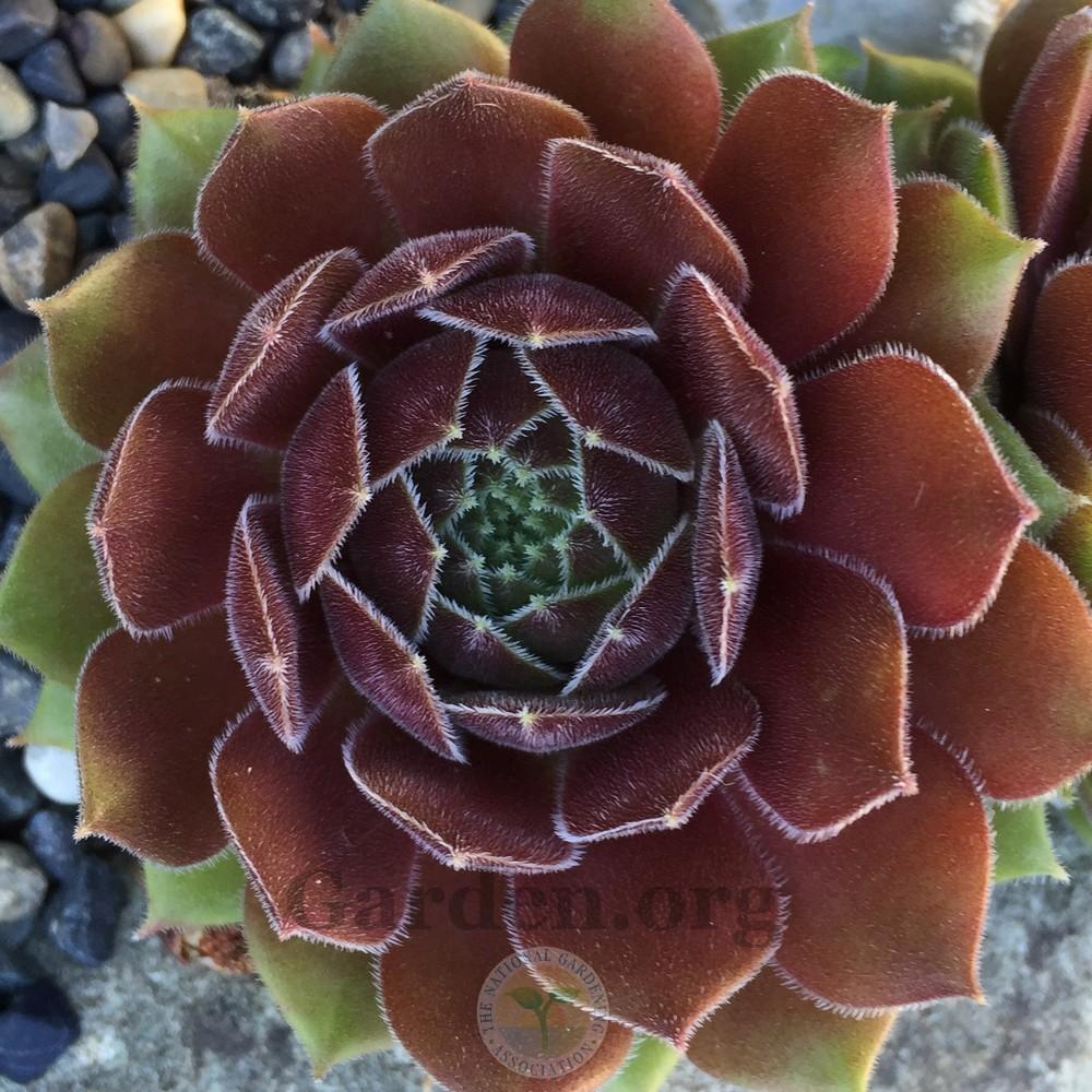 Photo of Hen and Chicks (Sempervivum 'Spanish Dancer') uploaded by Patty
