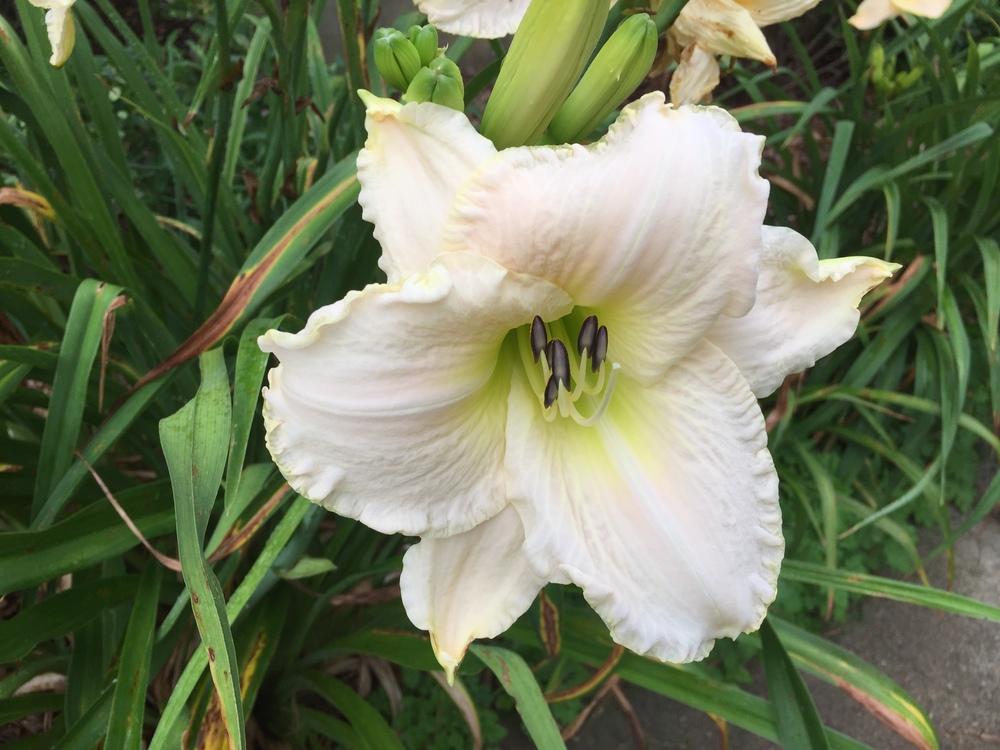 Photo of Daylily (Hemerocallis 'White Perfection') uploaded by cottelpg