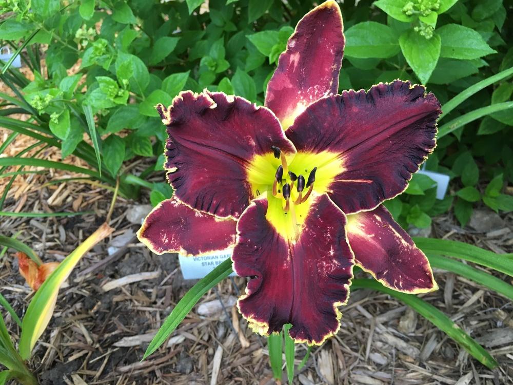 Photo of Daylily (Hemerocallis 'Victorian Garden Star Bright') uploaded by ljb5966