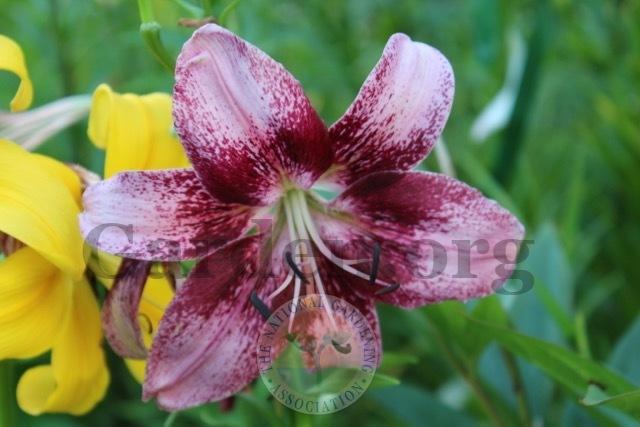 Photo of Lily (Lilium 'Thesire') uploaded by magnolialover